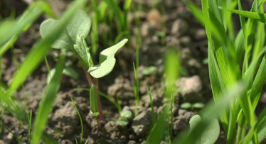 5 priežastys, kodėl reikia naudoti rudeninius herbicidus